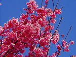 20070323 07.jpg